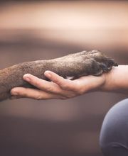 Sarah Genuit Fotografie Bild 11