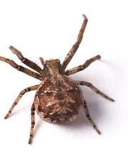 Control de Plagas Cejudo imagen 2