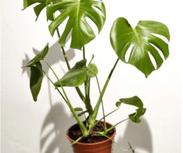 FotoTropicale3.png