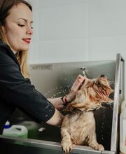 Mökai Mascotas imagen 6