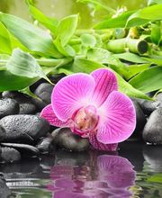 Couserans Fleurs EURL Damien Souque image 3