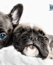 Luginbühl Tiernahrung GmbH