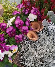 Rambert Fleurs image 13