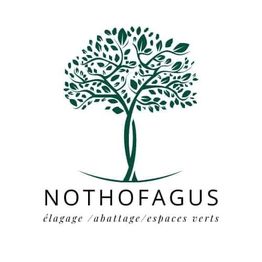 Nothofagus