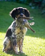 Elevage de L'étang Du Vert image 6