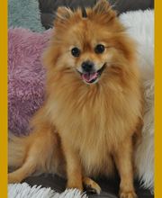 Hundeferienpension (Hundeferienparadies GmbH) Bild 1