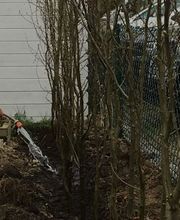 Ben's Baumpflege Bild 1