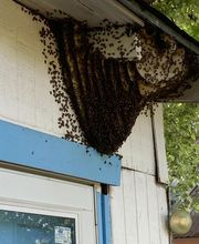 Critter Control image 17