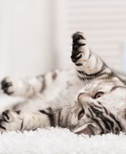 Premier Chem-Dry image 9