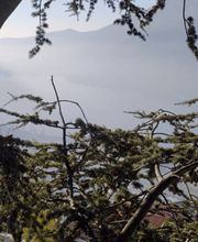 IdealFlora di Davide Gagliardini Bild 3