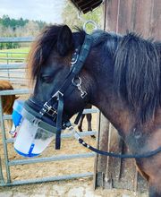 Nicola Annaberger, Pferdeosteopathie Oberland, Pferdephysiotherapie Oberbayern, Pferdeosteopathie Oberbayern, Osteo Pferd Bild 17