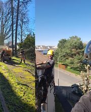 Sempervirens image 7