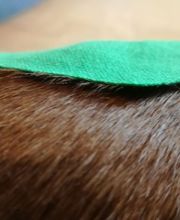 Dog Ways Hundecenter Bild 9