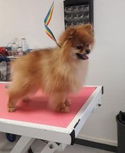 Toutou Tip Top image 3