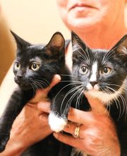 Willowrun Veterinary Hospital image 9