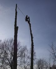 Baumpflege Wolf Bild 4