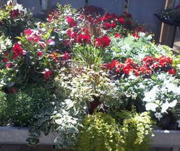 Blumen