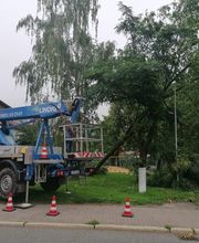 Baumflüsterer Hoffmann Bild 9