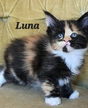 Allevamento Maine Coon Le Fate della Casa immagine 12
