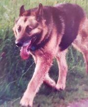 Silvis mobiler Hundefriseur Bild 4