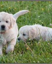 Ivys Paradise Bild 1