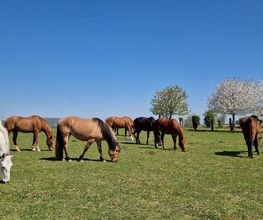 Equi-lieu d'Houdancourt image 2