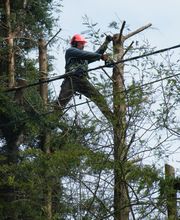 Sos Elagage & Energie Verte image 14
