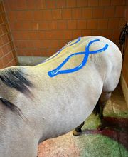 Tiertherapie Rosenthal Bild 1