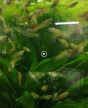 STALLER Martin EIRL AQUABOUTIK image 8