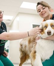 Walnut Creek Veterinary Clinic image 8