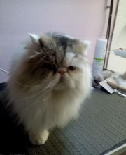 À la Maison du Toilettage image 15