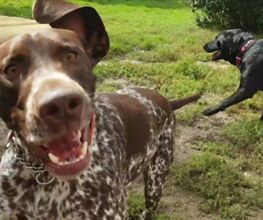 Dog Ways Hundecenter Bild 15