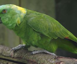 Spaycific'Zoo image 13