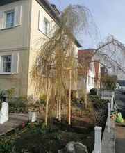 Baumflüsterer Hoffmann Bild 4