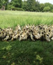 Domaine de Barbe image 8