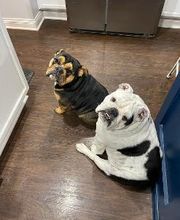 Middendorf Animal Hospital & Laser Centre image 9