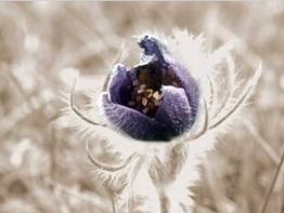 Naturheilpraxis Daniela Seifert-Ebel