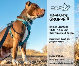 Junghundegruppe auf Rügen