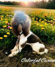 Colorful Canines image 15