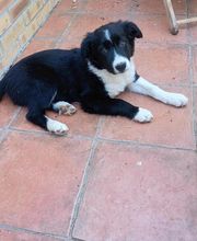 Elevage la Vallée des Petits Bois image 2