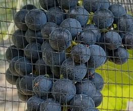 Cantina Böscioro Bild 7