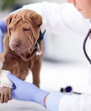 Centro Médico Veterinario Los Álamos imagen 6