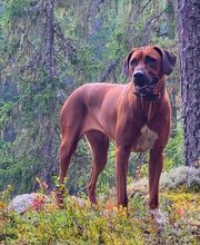 Rhodesian Ridgeback Züchter Bild 10