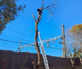 Jardines_La_Sierra_Moralzarzal_Jardineros_Podas_Cesped_Tejados_Canalones_14.jpeg