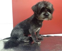 Kukume centro veterinario imagen 13