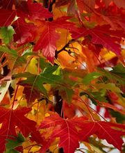 Le Temps Des Fleurs Marcigny image 4
