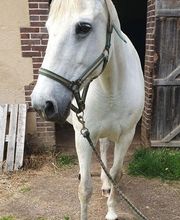 Champeaux Élodie marechal ferrant 27 eure image 15