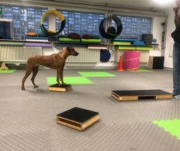 Hundefitness - DOX.fitness - Hundeschule | Schliersee