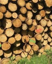 B Bois Forêts image 3