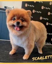 So My Dog Vergèze image 1